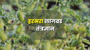 Green Chickpeas Cultivation