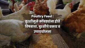 Poultry Feed