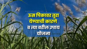 ऊस पिकावर तुरा