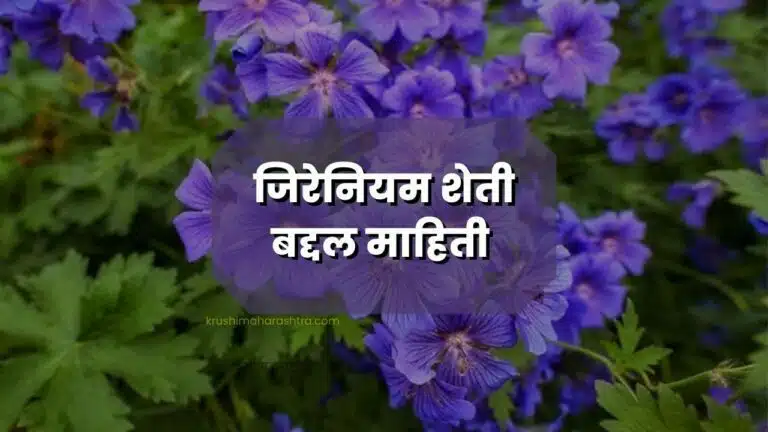जिरेनियम शेती