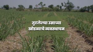 खोडव्याचे व्यवस्थापन