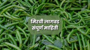 मिरची लागवड