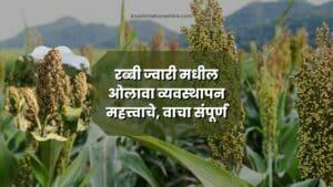 Rabi Jowar