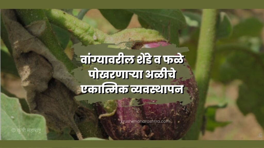 वांग्यावरील शेंडे व फळे