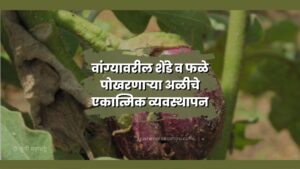 वांग्यावरील शेंडे व फळे