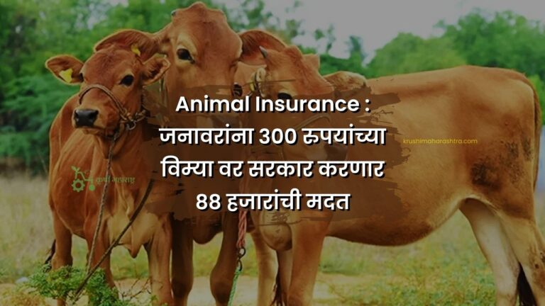 Animal Insurance