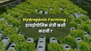 Hydroponic Farming