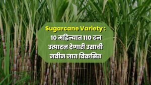 Sugarcane Variety