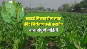 करडई पिकावरील मावा