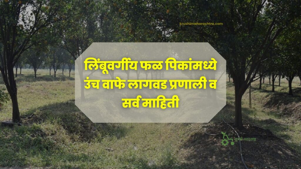 लिंबूवर्गीय फळ