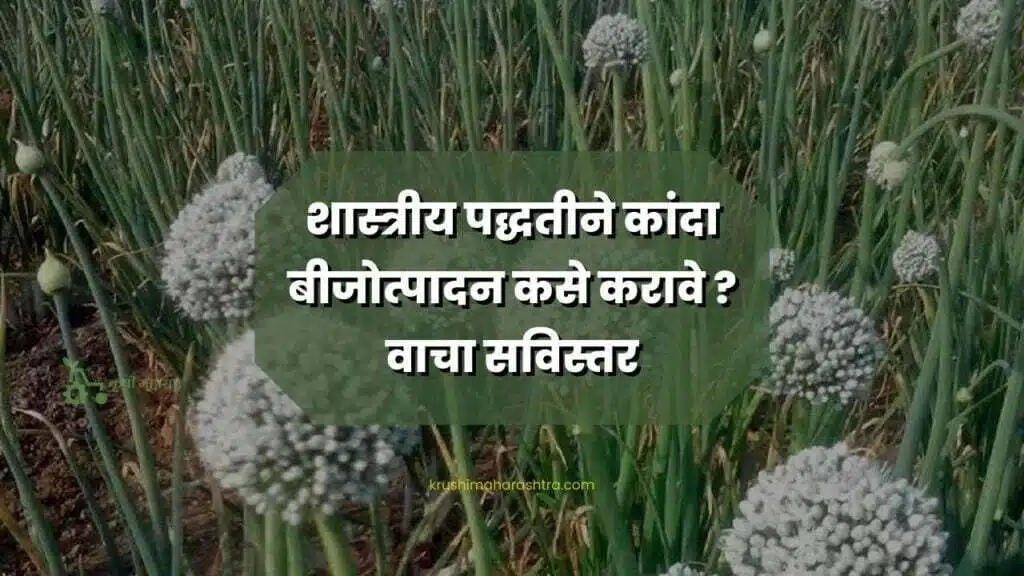 Onion Seed Production
