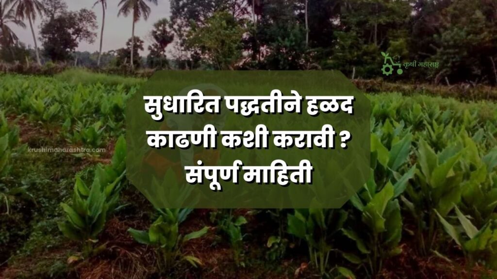 Turmeric Harvesting