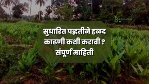 Turmeric Harvesting