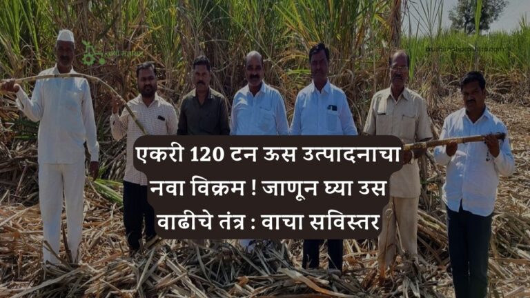 एकरी 120 टन