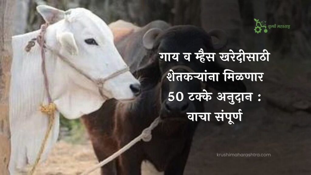 गाय व म्हैस