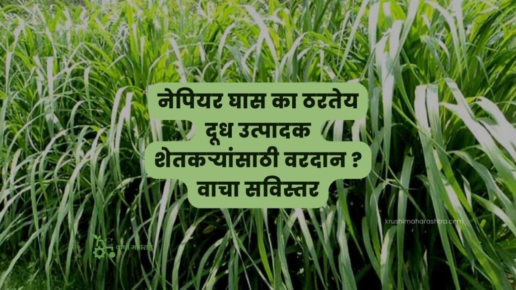 नेपियर घास