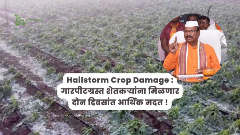 Hailstorm Crop Damage