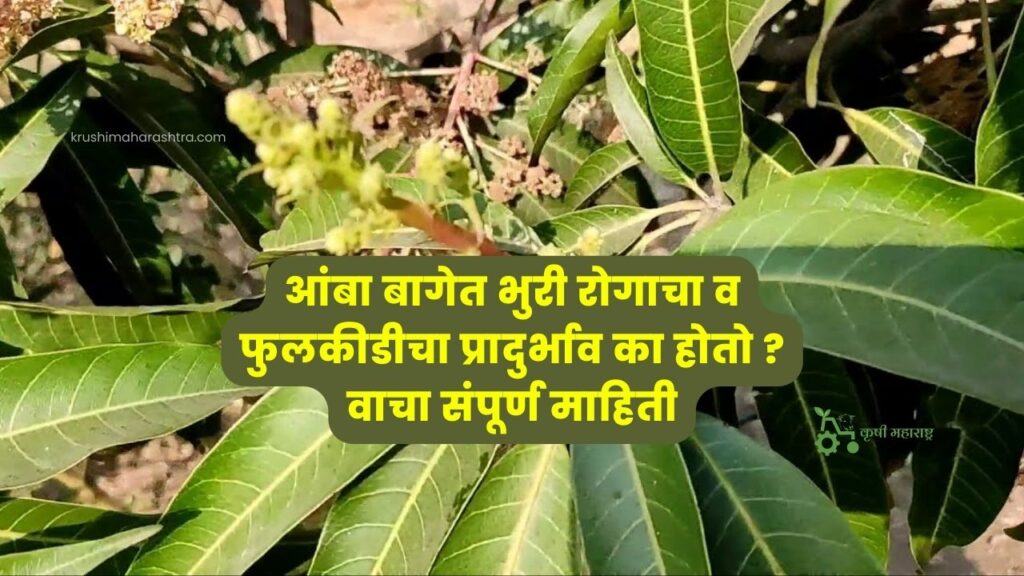 आंबा बागेत भुरी