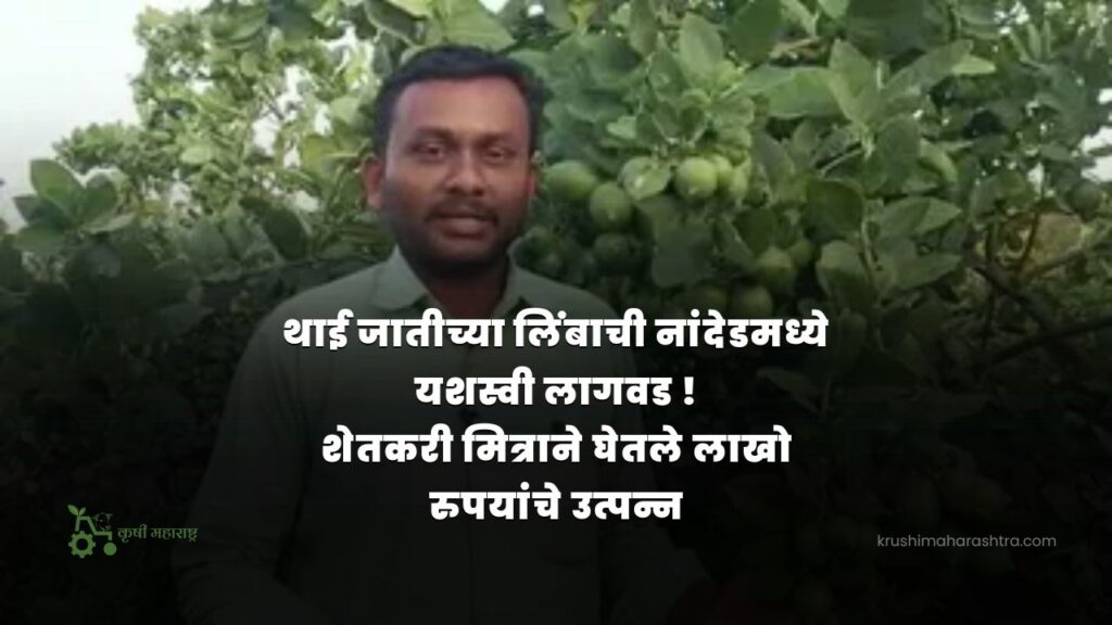 थाई जातीच्या लिंबाची