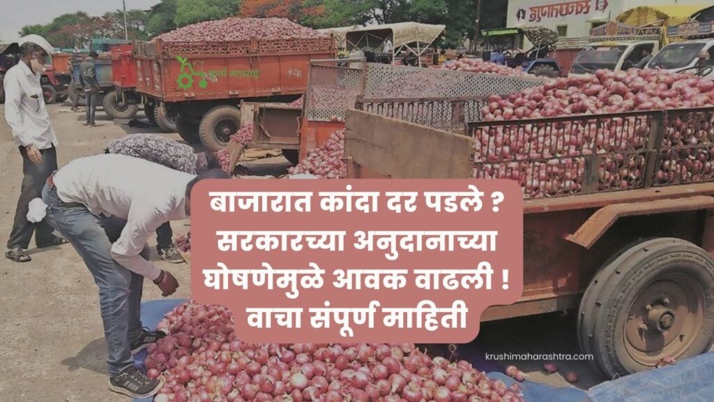 Onion Market