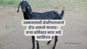 उस्मानाबादी शेळीपालनाने