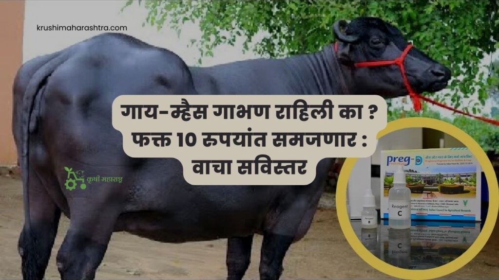 गाय-म्हैस गाभण