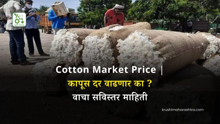 Cotton Market Price