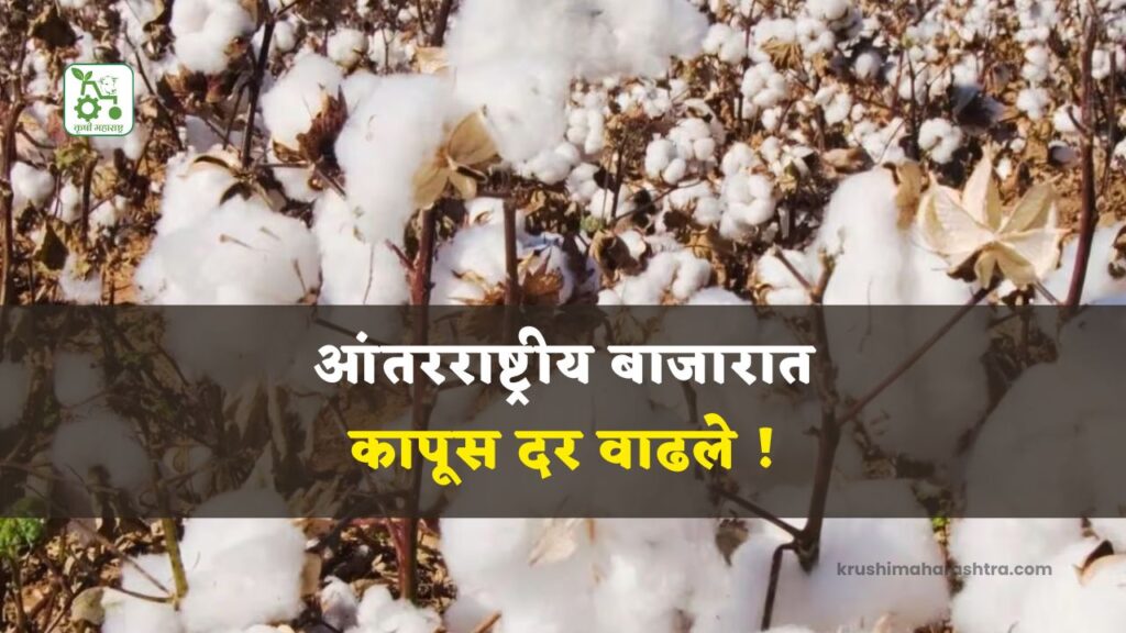 Cotton Market Update