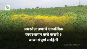 अमरवेल