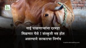 गाई पाळणाऱ्यांना