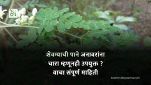 शेवग्याची पाने