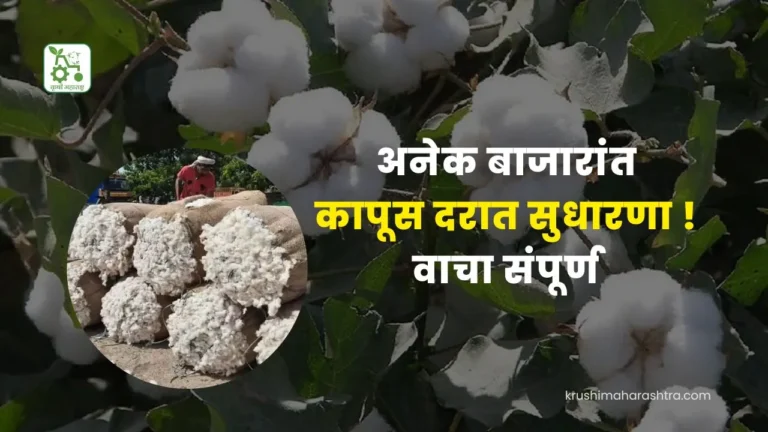 Cotton Bajarbhav