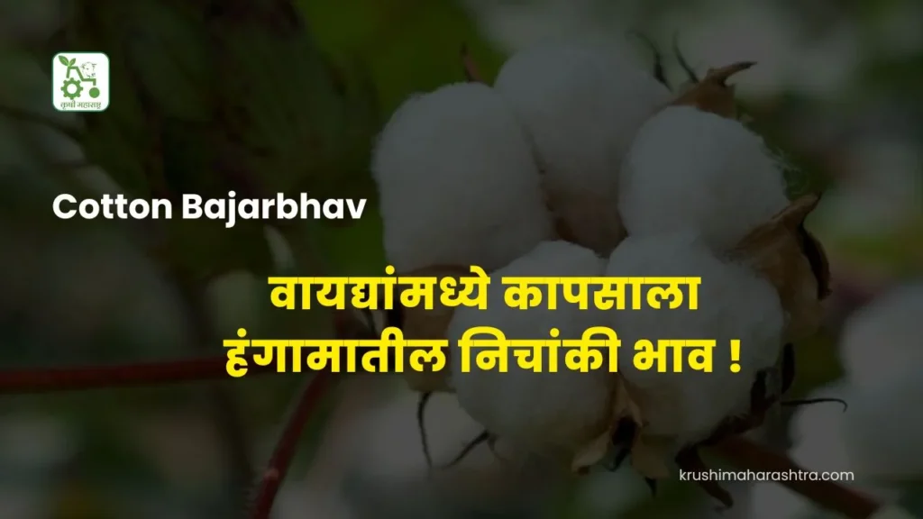 Cotton Bajarbhav