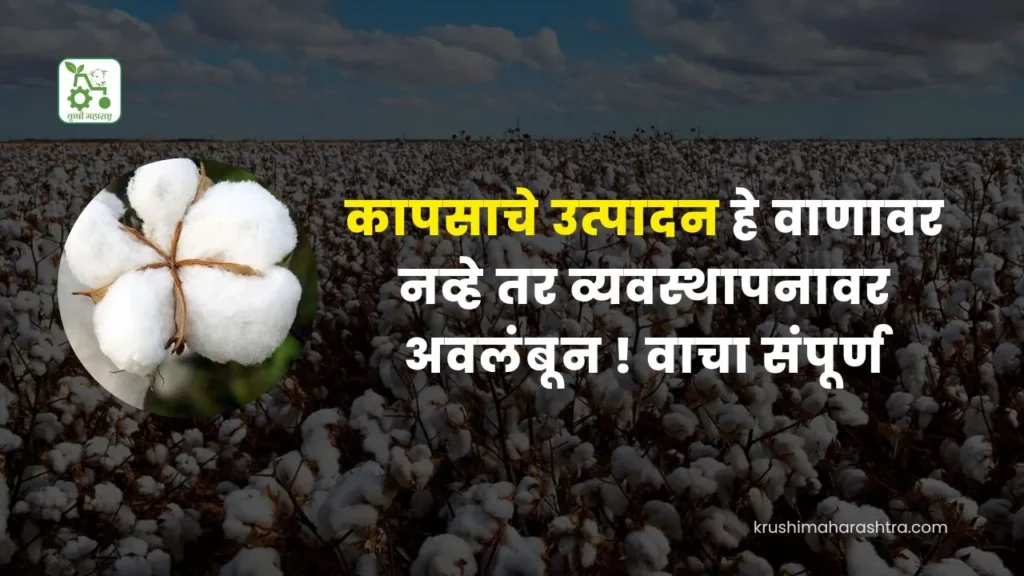 Cotton Production