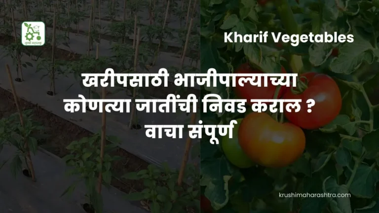 Kharif Vegetables