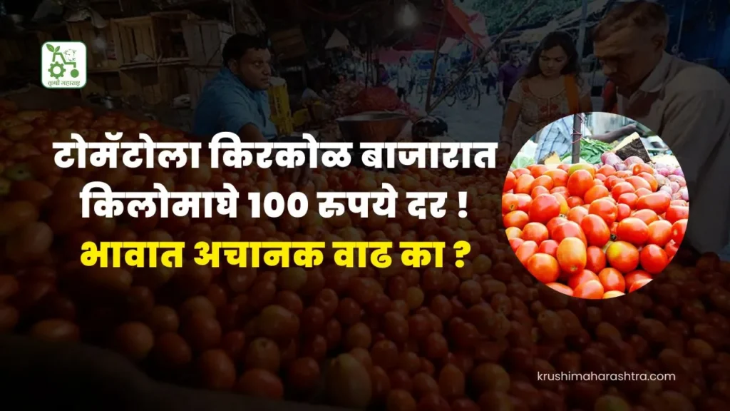 Tomato Market Price