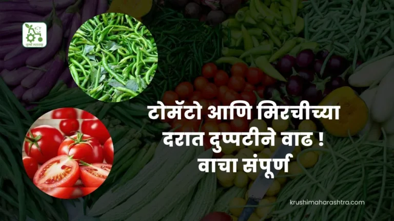 Vegetable Market Price