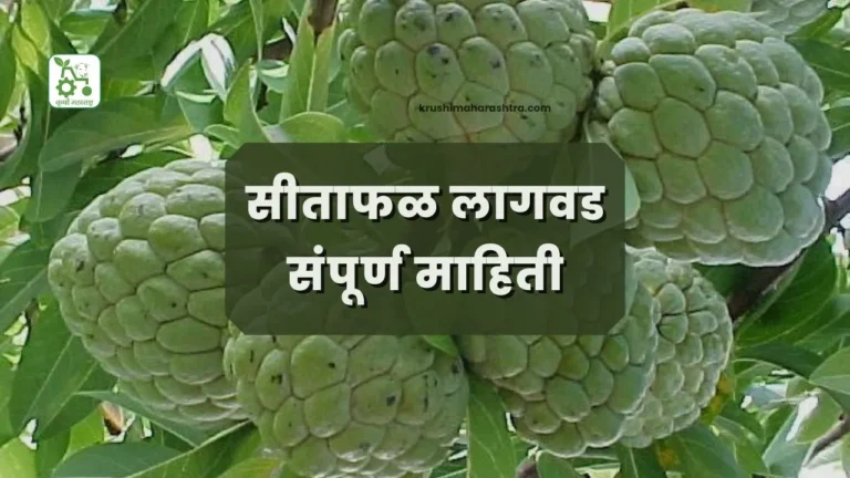 सीताफळ लागवड