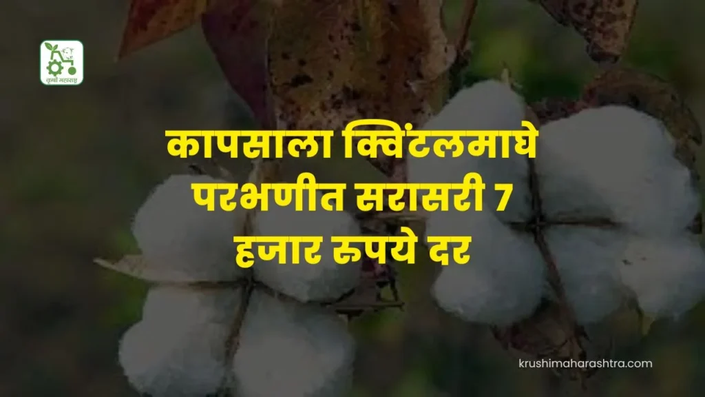 Cotton Market Price