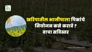 Kharif Vegetable Cultivation