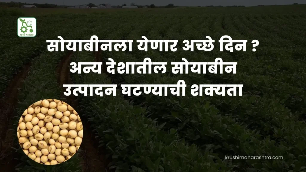 Soybean Rate India