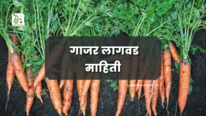 Carrot Planting