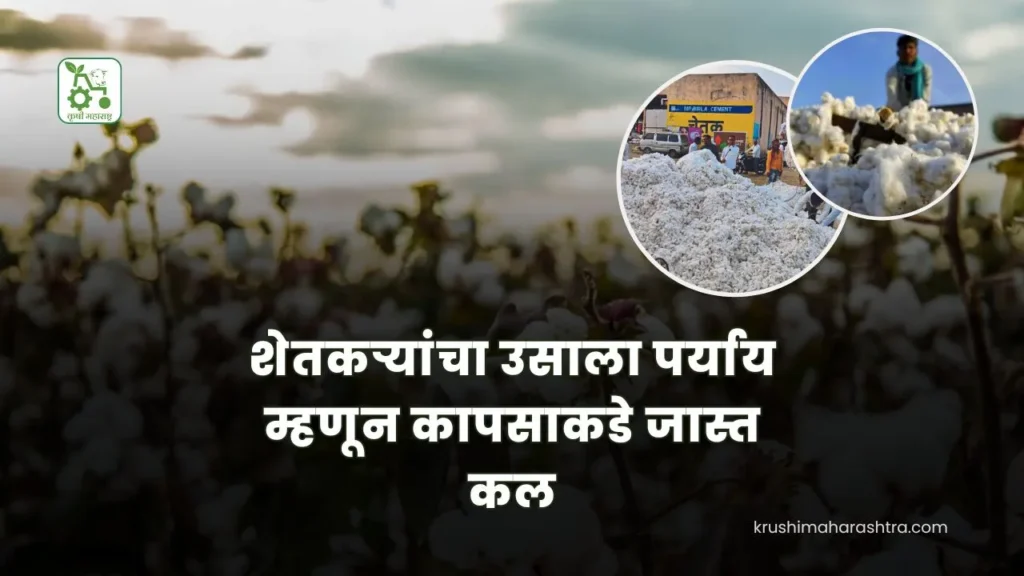 Cotton Cultivation