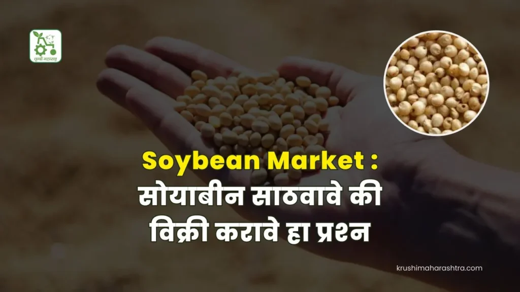 Soybean Market