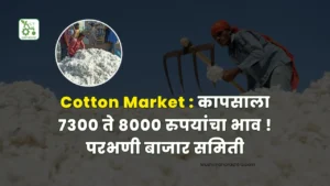 Cotton Market
