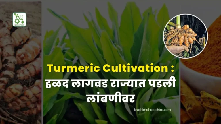 Turmeric Cultivation